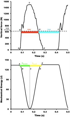 Landing-Takeoff Asymmetries Applied to Running Mechanics: A New Perspective for Performance